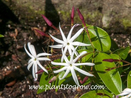Star Jasmine (Jasmine nitidum)
The white fragrant star shaped flowers.
